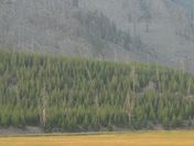 Yellowstone
