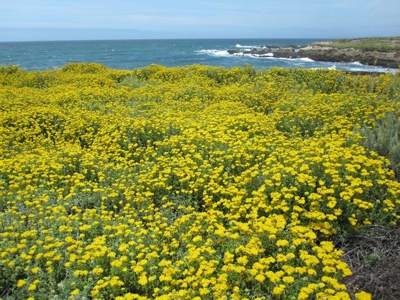 Montana De Oro