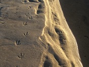 Monomoy National Wildlife Refuge
