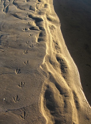 Monomoy National Wildlife Refuge