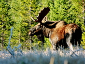 Rocky Mountain National Park