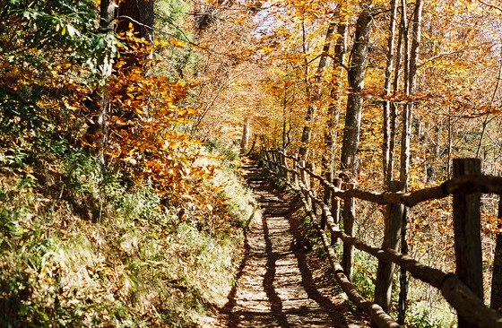 Great Smokey Mts. National Park