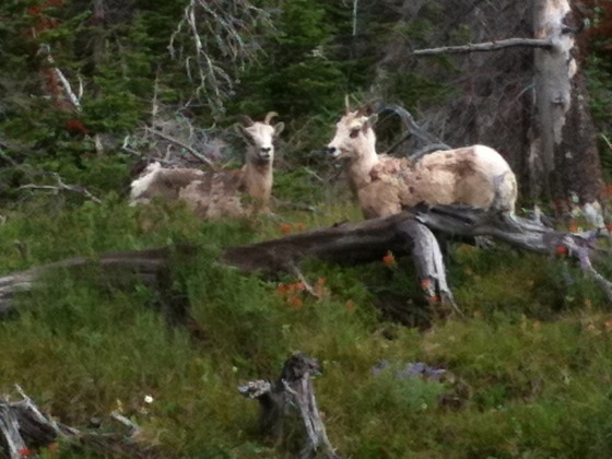 Glacier National Park