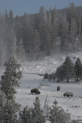Yellowstone National Park