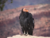 Grand Canyon National Park