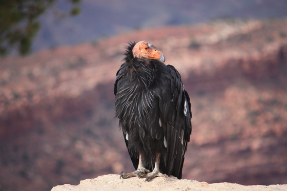 Grand Canyon National Park