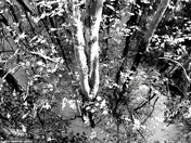 Congaree National Park