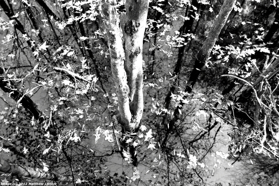 Congaree National Park