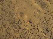 Cape Hatteras National Seashore