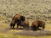 Yellowstone National Park