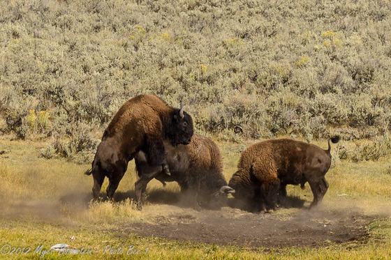 Yellowstone National Park