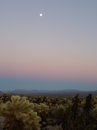 Joshua Tree National Park