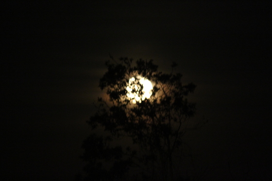 Loxahatchee Wildlife Refuge