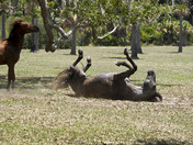 Cumberland Island National Seashore