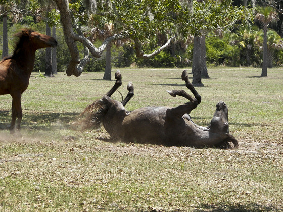 Cumberland Island National Seashore