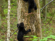 Great Smoky Mountains