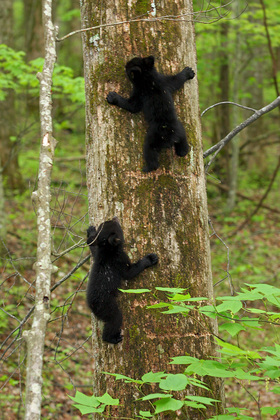 Great Smoky Mountains
