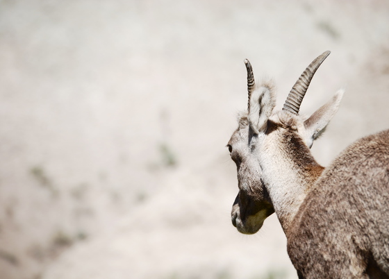 Badlands National Park