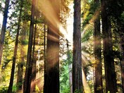 Redwood National Forest 