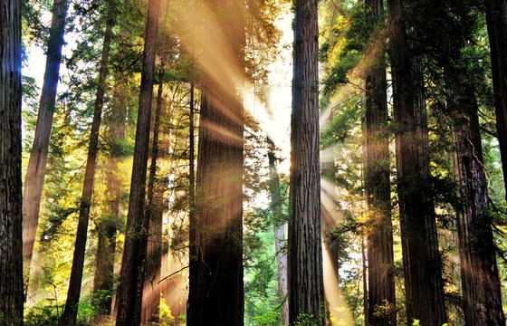 Redwood National Forest 