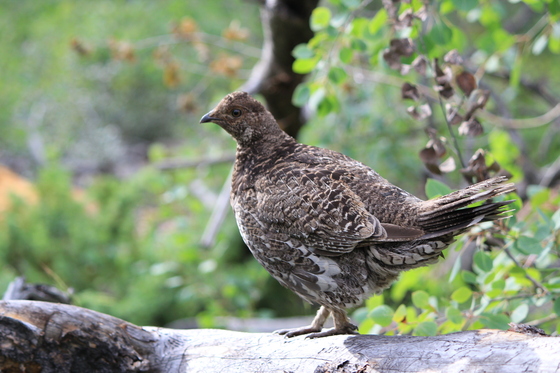 Medicine Bow Mountains
