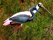 Merrit Island National Wildlife Refuge