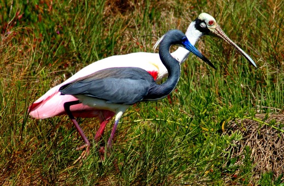 Merrit Island National Wildlife Refuge