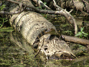 Jean Lafitte National Historical Park and Preserve