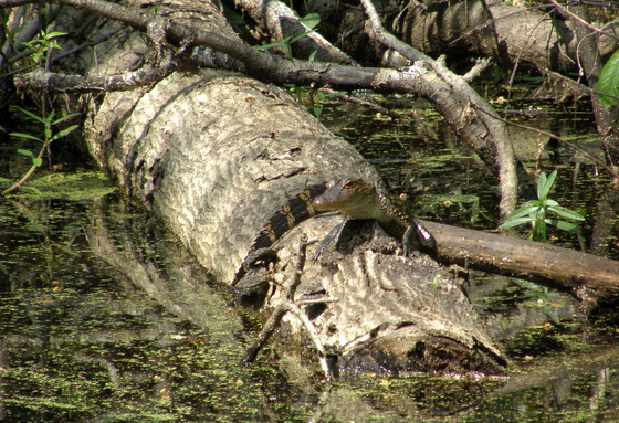 Jean Lafitte National Historical Park and Preserve
