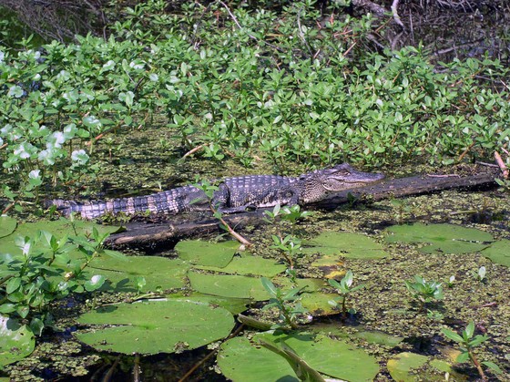Jean Lafitte National Historical Park and Preserve