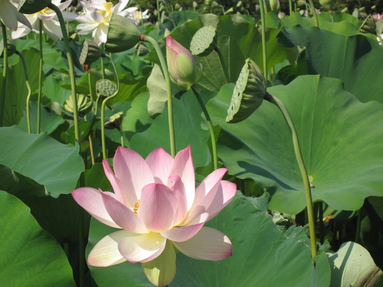 Kenilworth Park & Aquatic Gardens 