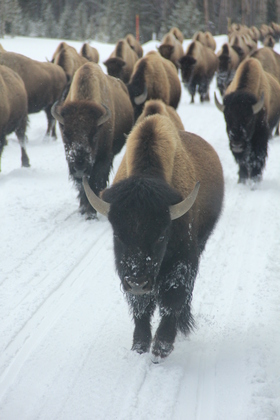 Yellowstone National Park