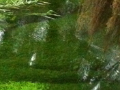 Hoh Rain Forest Olympic National Park