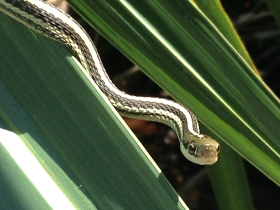 Jean Lafitte National Historical Park and Preserve