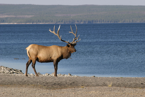 Yellowstone National Park