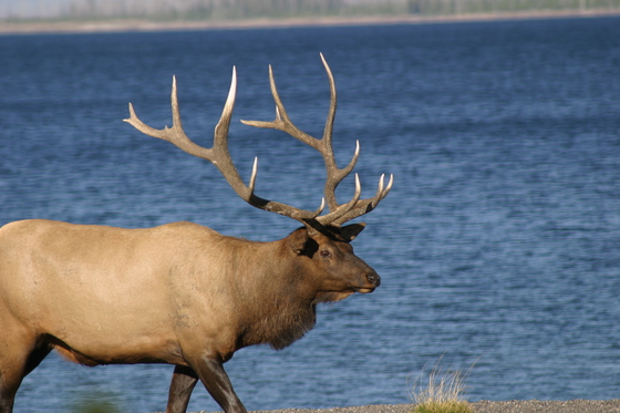 Yellowstone National Park