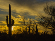 Saguaro National Park