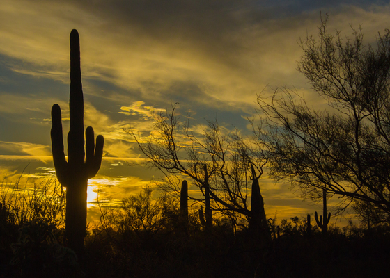 Saguaro National Park