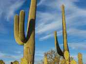Saguaro National Park
