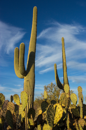 Saguaro National Park