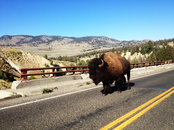 Yellowstone National Park