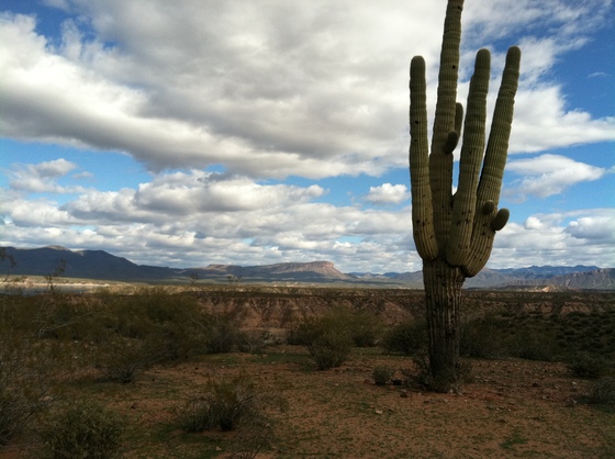 Tonto National Forest