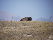 National Bison Range