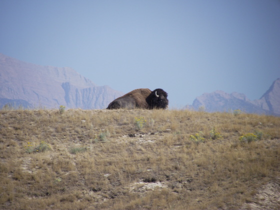 National Bison Range