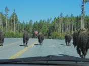 Yellowstone National Park