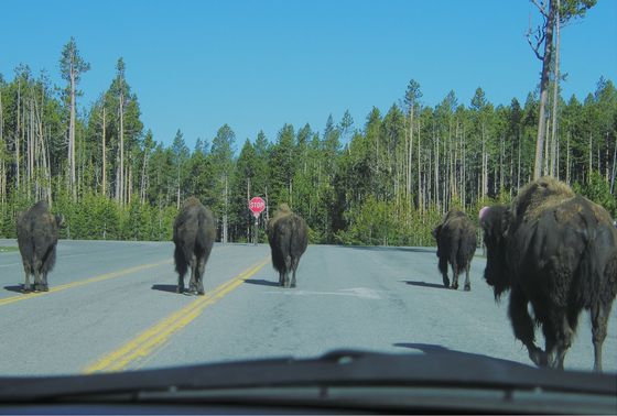 Yellowstone National Park