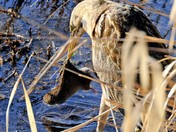 Nisqually National Wildlife Refuge