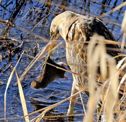 Nisqually National Wildlife Refuge