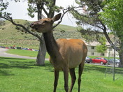 Yellowstone National Park