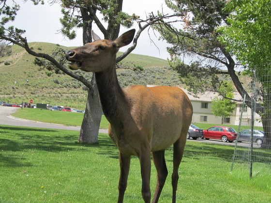Yellowstone National Park